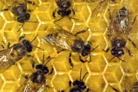 bees